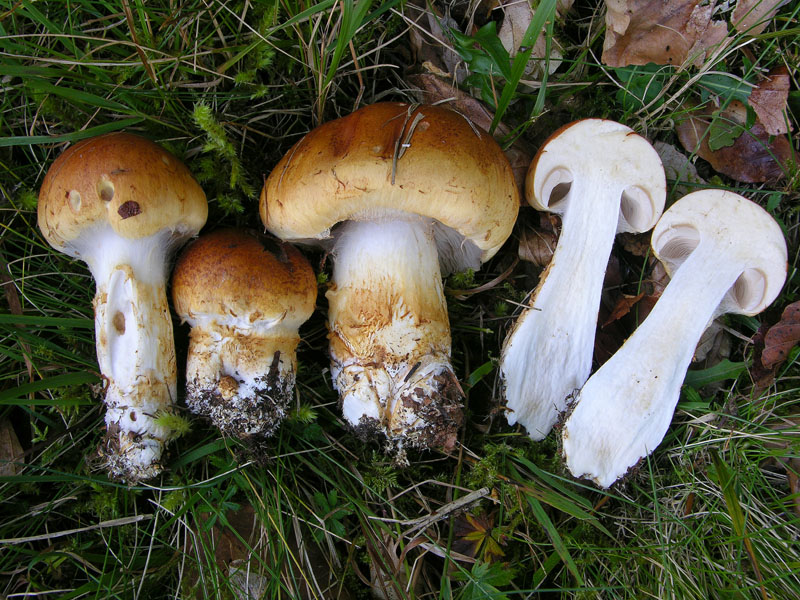 Cortinarius, 26 settembre.